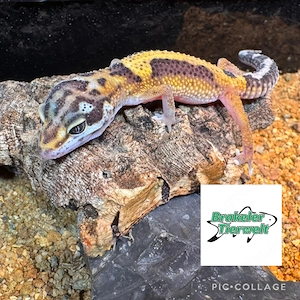 Leopardgecko Jungtiere