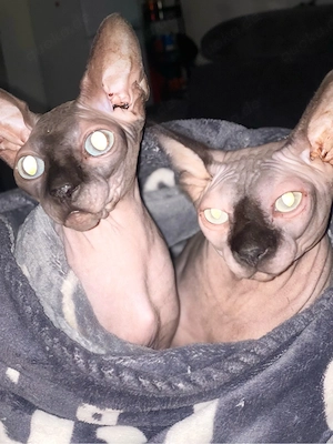 sphinx katzen