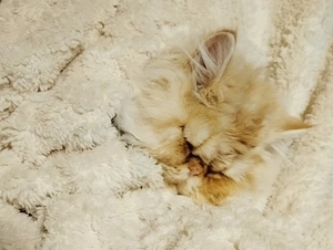 persekatzen 