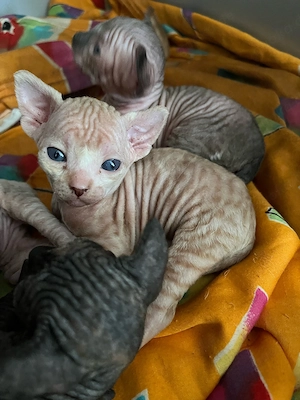 Canadian Sphynx Babys Bild 4