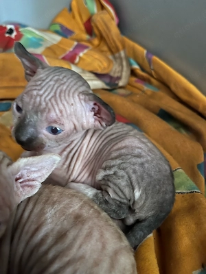Canadian Sphynx Babys Bild 2
