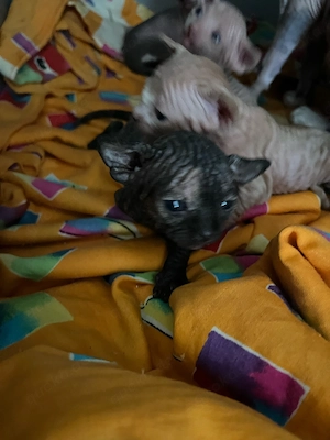 Canadian Sphynx Babys