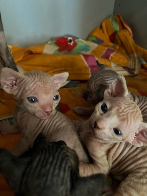 Canadian Sphynx Babys Bild 3