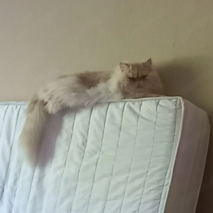 persekatzen 