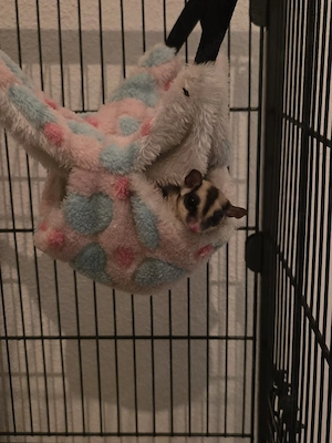 2 Sugar Glider abzugeben 