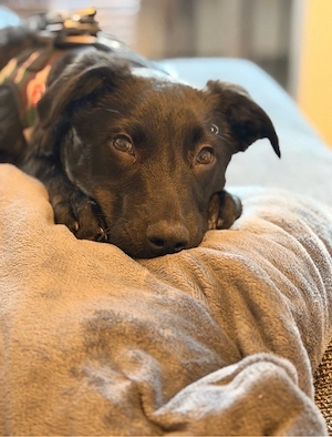 aktiver Hund sucht liebevolles zu Hause