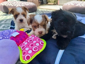 Yorkshire Terrier Welpen suchen Herzensmenschen