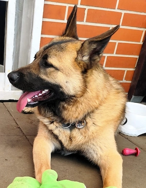 Schäferhund Mix BOBO 