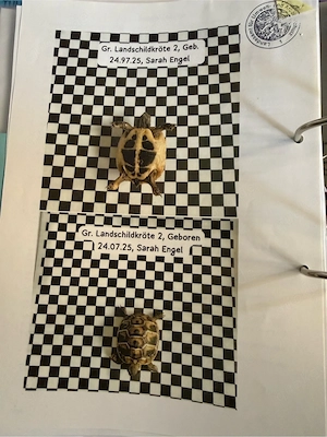 Griechische Landschildkröten Babys mit Papieren Bild 3