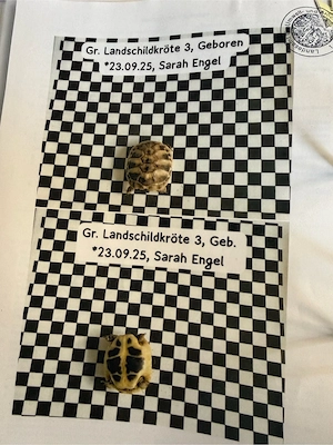 Griechische Landschildkröten Babys mit Papieren Bild 4