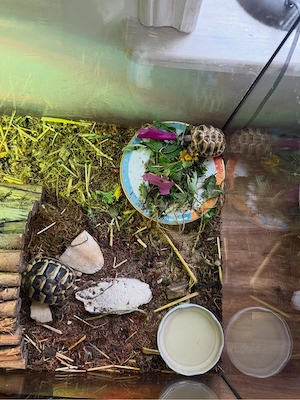 Griechische Landschildkröten Babys mit Papieren Bild 8