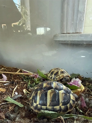 Griechische Landschildkröten Babys mit Papieren Bild 7