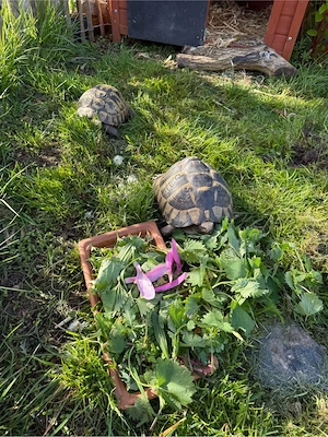 Griechische Landschildkröten Babys mit Papieren Bild 9
