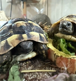 Griechische Landschildkröten Babys mit Papieren Bild 6