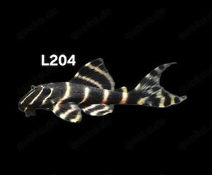 L204 Panaqolus albivermis Ringelsocken Harnischwels