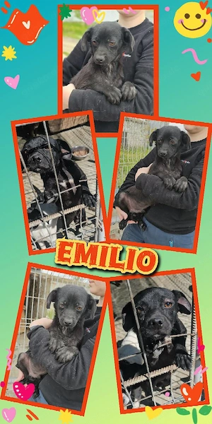 wunderschöner Welpenjunge "Emilio" sucht ein liebevolles Zuhause 