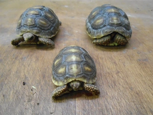 Köhlerschildkröten