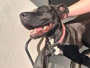 Verschmuste Hündin Bella - 3 J. sucht Zuhause