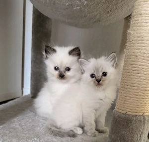 Reinrassige Ragdoll-Kitten entwurmt und geimpft 