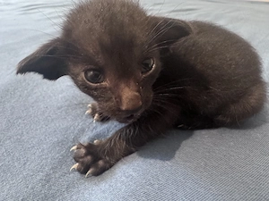 OKH Kitten Wurf vom 10.04.2026 Bild 2