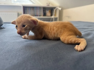 OKH Kitten Wurf vom 10.04.2026 Bild 3