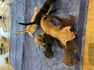 OKH Kitten Wurf vom 10.04.2026 Bild 8