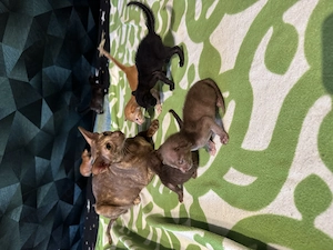 OKH Kitten Wurf vom 10.04.2026 Bild 9