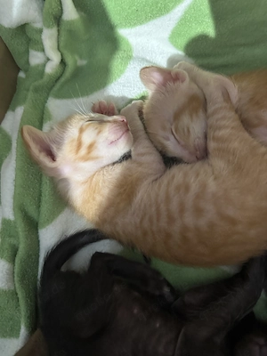 OKH Kitten Wurf vom 10.04.2026 Bild 5