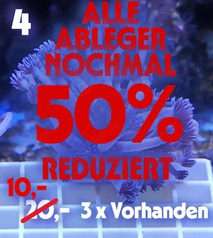 Meerwasser Korallen Ableger !!! EXPRESSVERSAND !!!