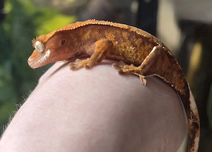 Tangerine Kronengecko 0.0.1 Poss. Weibchen
