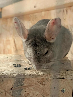 3 Chinchilla männche 
