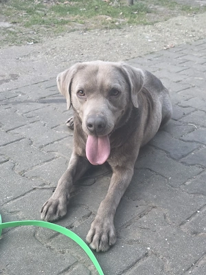 labrador silber