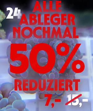 Meerwasser Korallen Ableger !!! EXPRESSVERSAND !!!