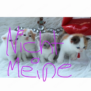 Suche BKH Kitten ( Männlich ) 