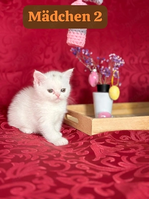 Bkh Katze  