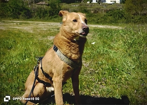 DUKE wünscht sich so sehr ein Zuhause Bild 7