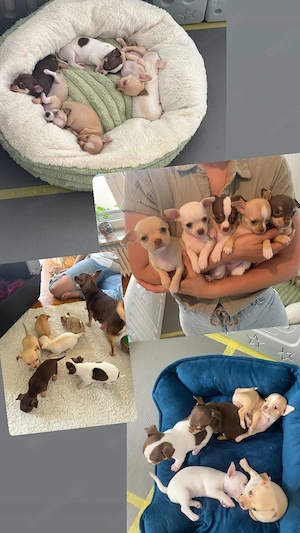 Chihuahua Welpen 