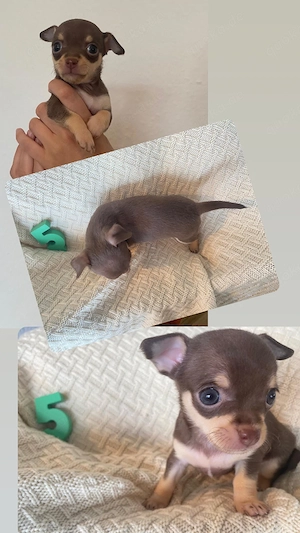 Chihuahua Welpen  Bild 6