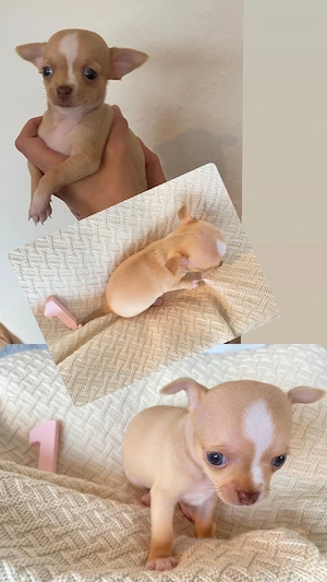 Chihuahua Welpen  Bild 2