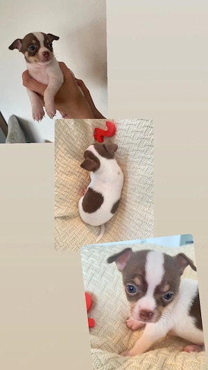 Chihuahua Welpen  Bild 3