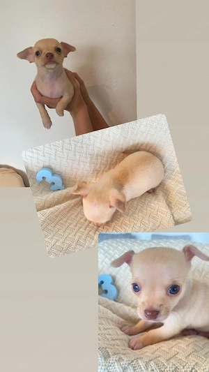 Chihuahua Welpen  Bild 4