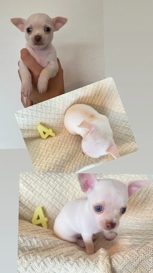 Chihuahua Welpen  Bild 5