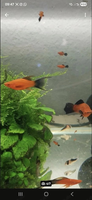 Ich verkaufe Schwertträger Wagtail Lira und Delta aus Hobbyzucht Bild 2