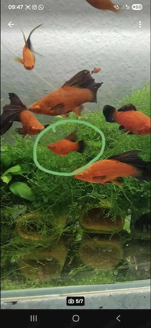 Ich verkaufe Schwertträger Wagtail Lira und Delta aus Hobbyzucht Bild 3