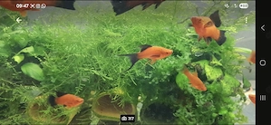Ich verkaufe Schwertträger Wagtail Lira und Delta aus Hobbyzucht Bild 4