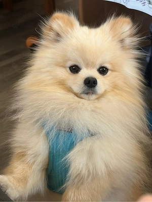Pomeranian Rüde 