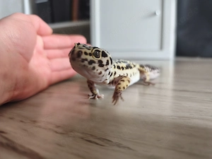 DRINGEND Leopardgecko Eublepharis macularius 0.1 weiblich 7 Jahre Bild 3