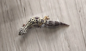 DRINGEND Leopardgecko Eublepharis macularius 0.1 weiblich 7 Jahre Bild 2