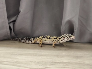 DRINGEND Leopardgecko Eublepharis macularius 0.1 weiblich 7 Jahre