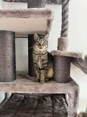 Niva sucht ein zuhause